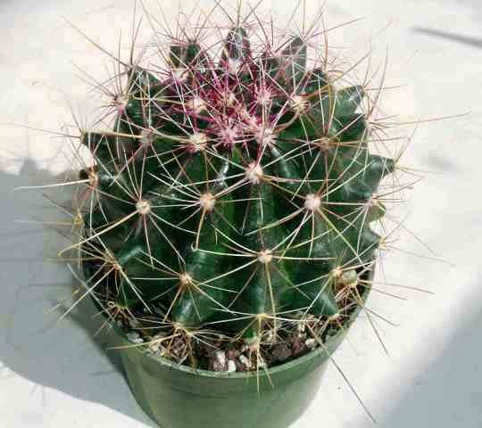 Ferocactus_hamatacanthus